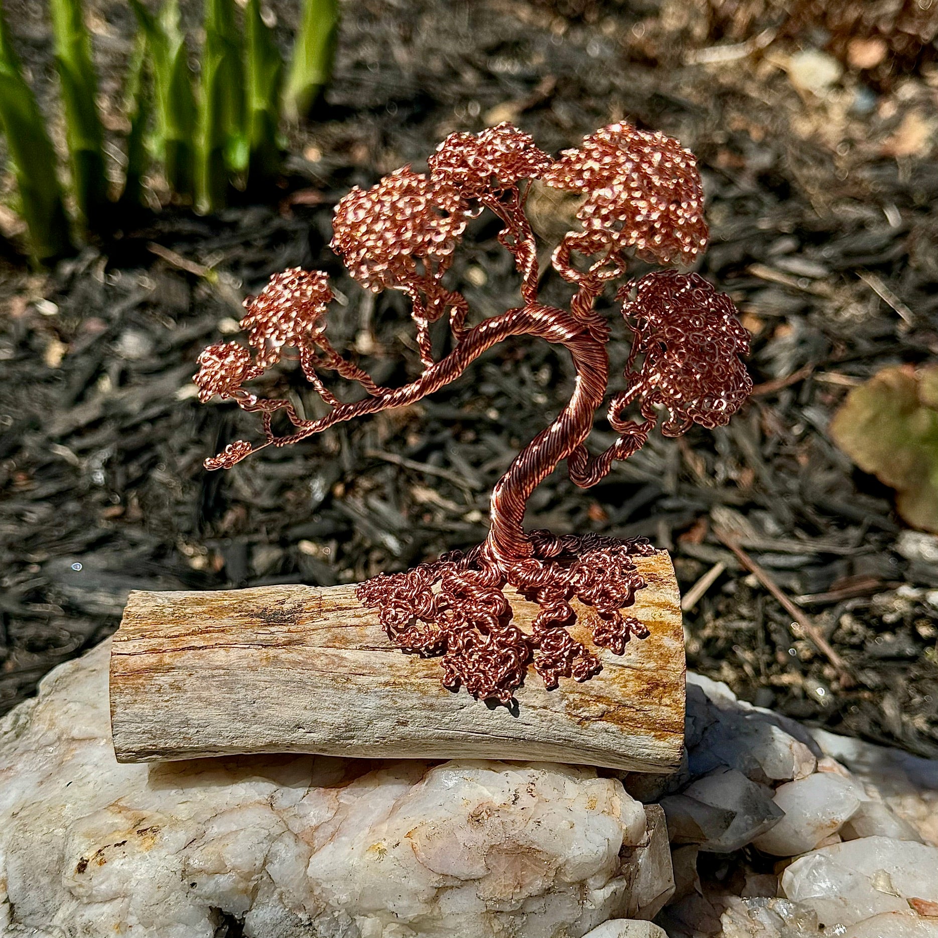 rosa bonsai Pink Aurora Bonsai  Orchid Republic Floral Boutique